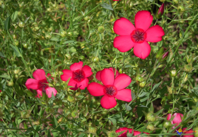 Blomstermarksfrø Romantik blanding flerårig m/græs (1 kg)