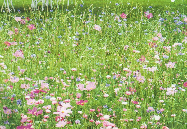 Blomstermarksfrø Romantik blanding flerårig m/græs (1 kg)