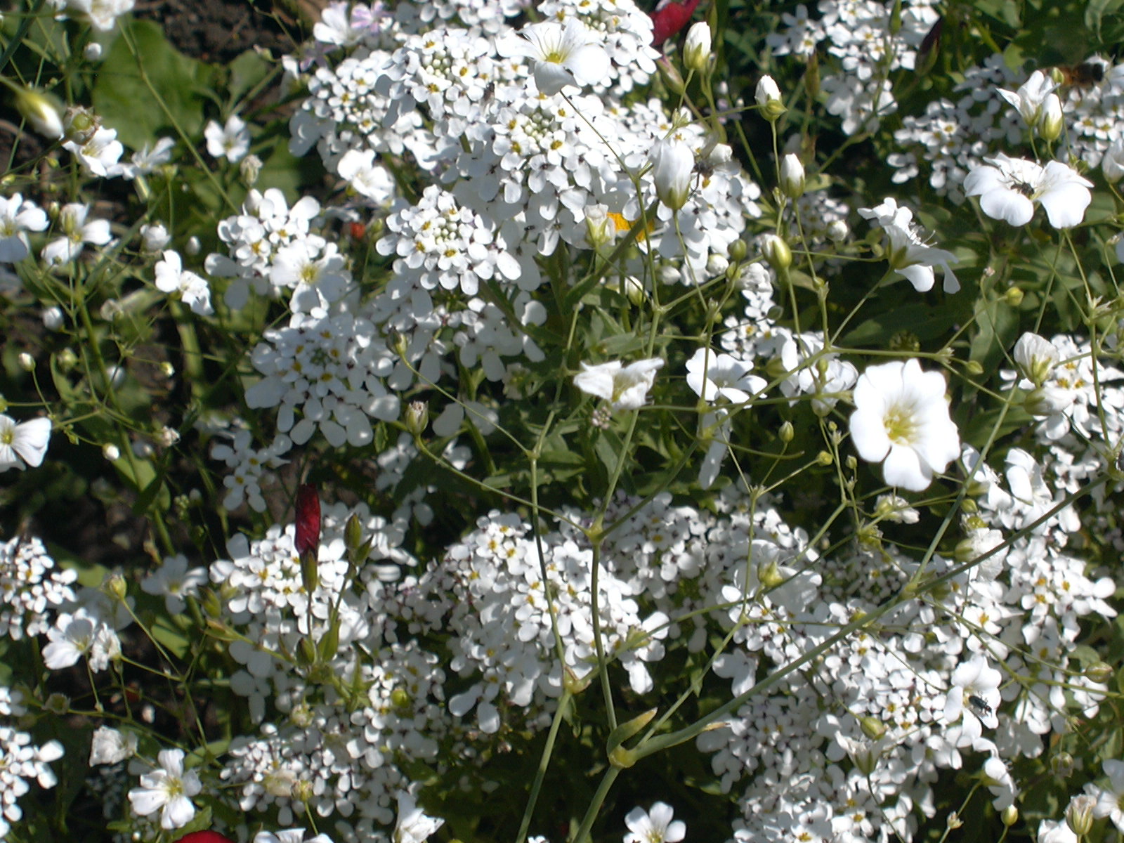 Blomstermarksfrø Romantik blanding flerårig m/græs (1 kg)