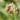 Naturengsfrø Vildengblanding - Margeritblanding uden græsser (1 kg)