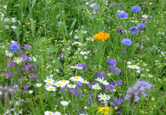 Blomsterfrø | Hvornår og hvordan skal blomsterfrø sås? | Nykilde