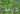 Blomstermarksfrø Robust en- & flerårig blomstermarksbl. (0,5 kg)