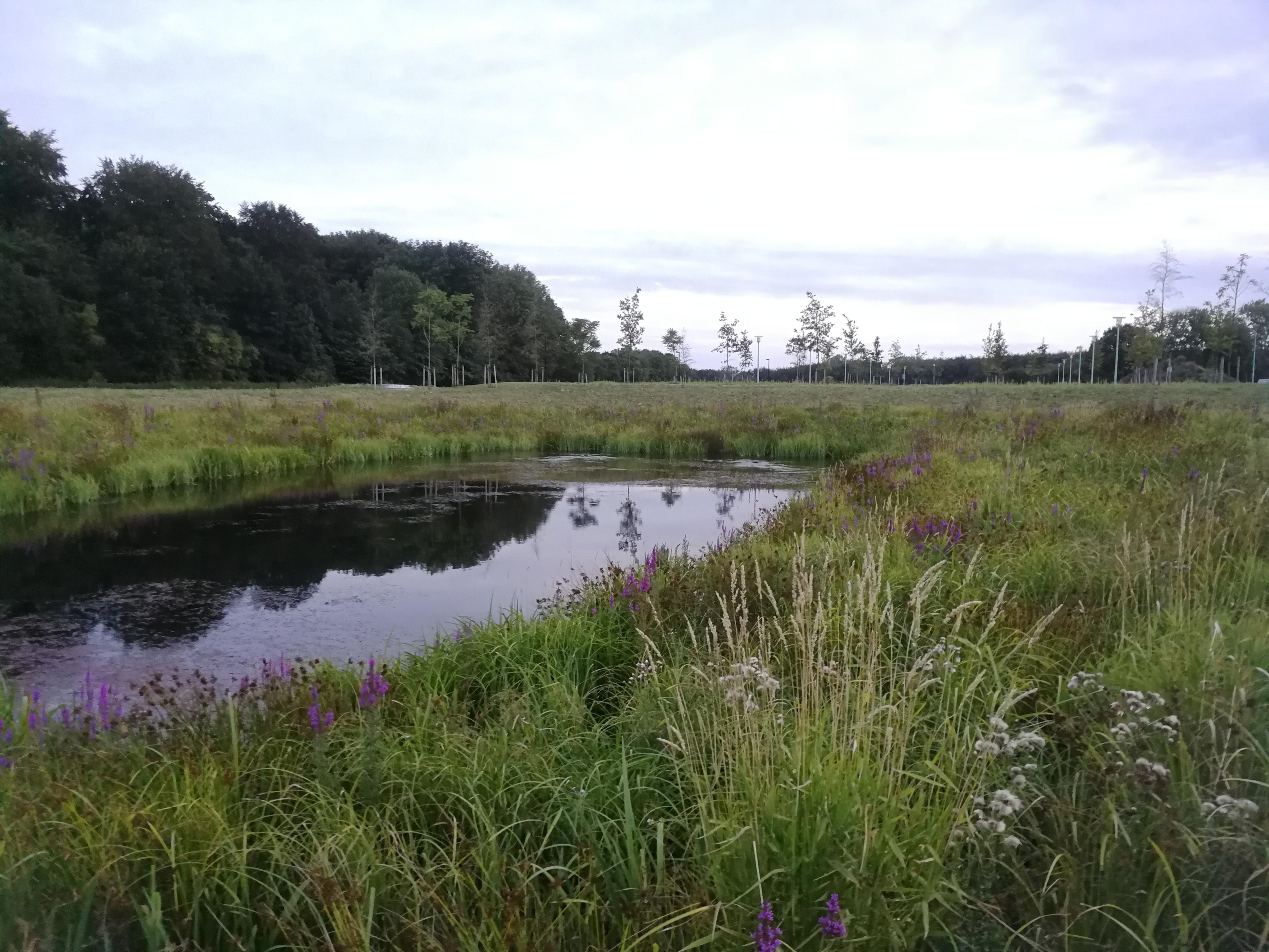 Nykilde Bredmåtte ArmaFlor® vegetationssystemer