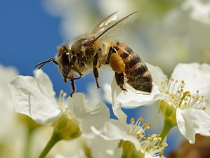 300px Apis mellifera Prunus padus Keila